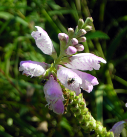 obedient plant2